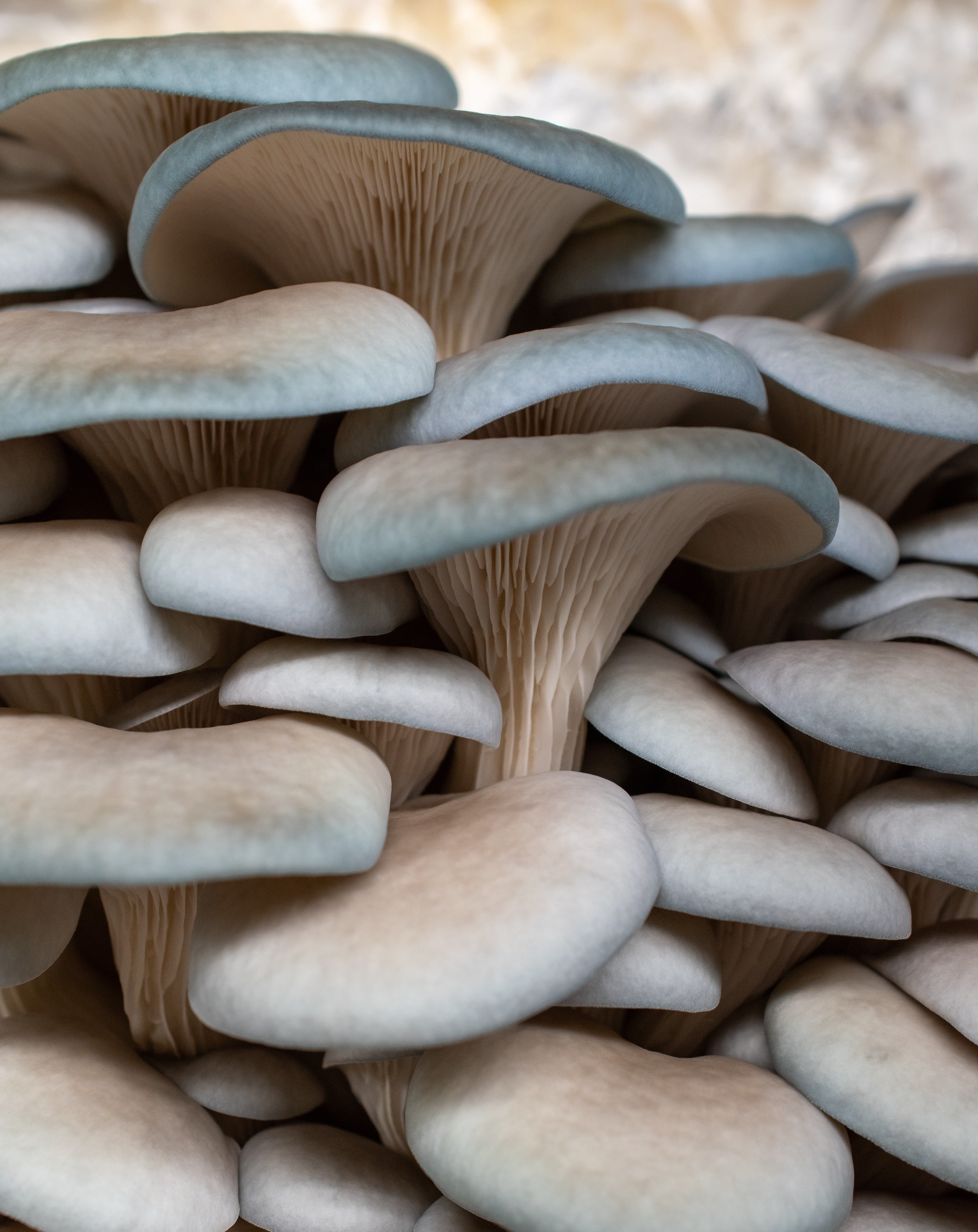 Blue Oyster Mushrooms