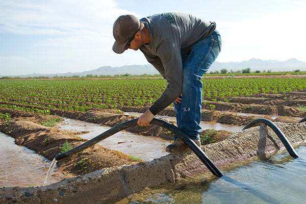 Zanjeros (irrigators) set hoses in the ditches when water is needed for the crops.