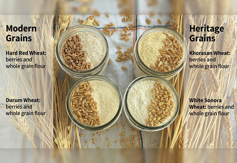 Khorasan Wheat