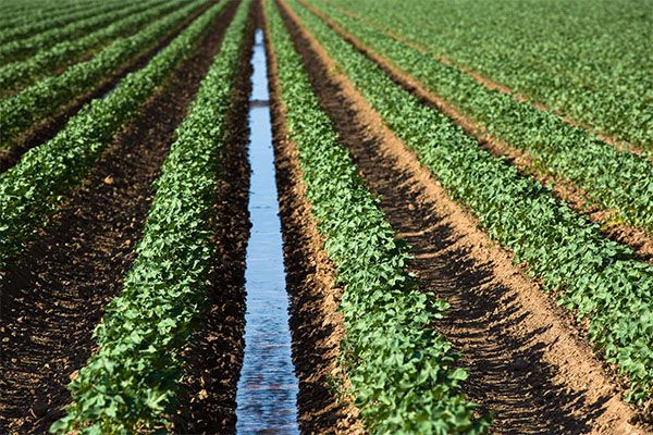 Fields are laser-leveled to ensure the even distribution of water from the top to the bottom of the field.