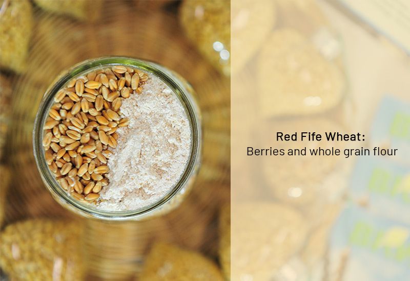 Red Fife Wheat