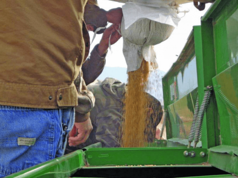 The berries are poured into a seed drill which is used to plant the wheat.