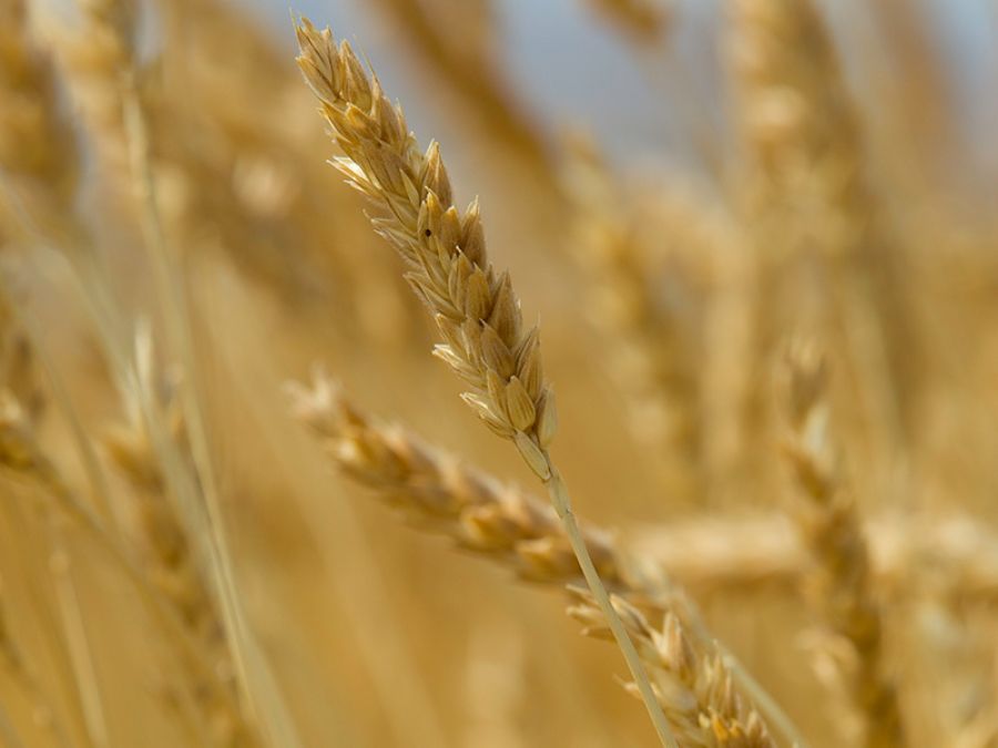 White Sonora Wheat