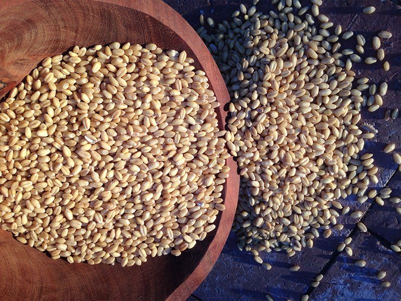 WHEAT BERRIES