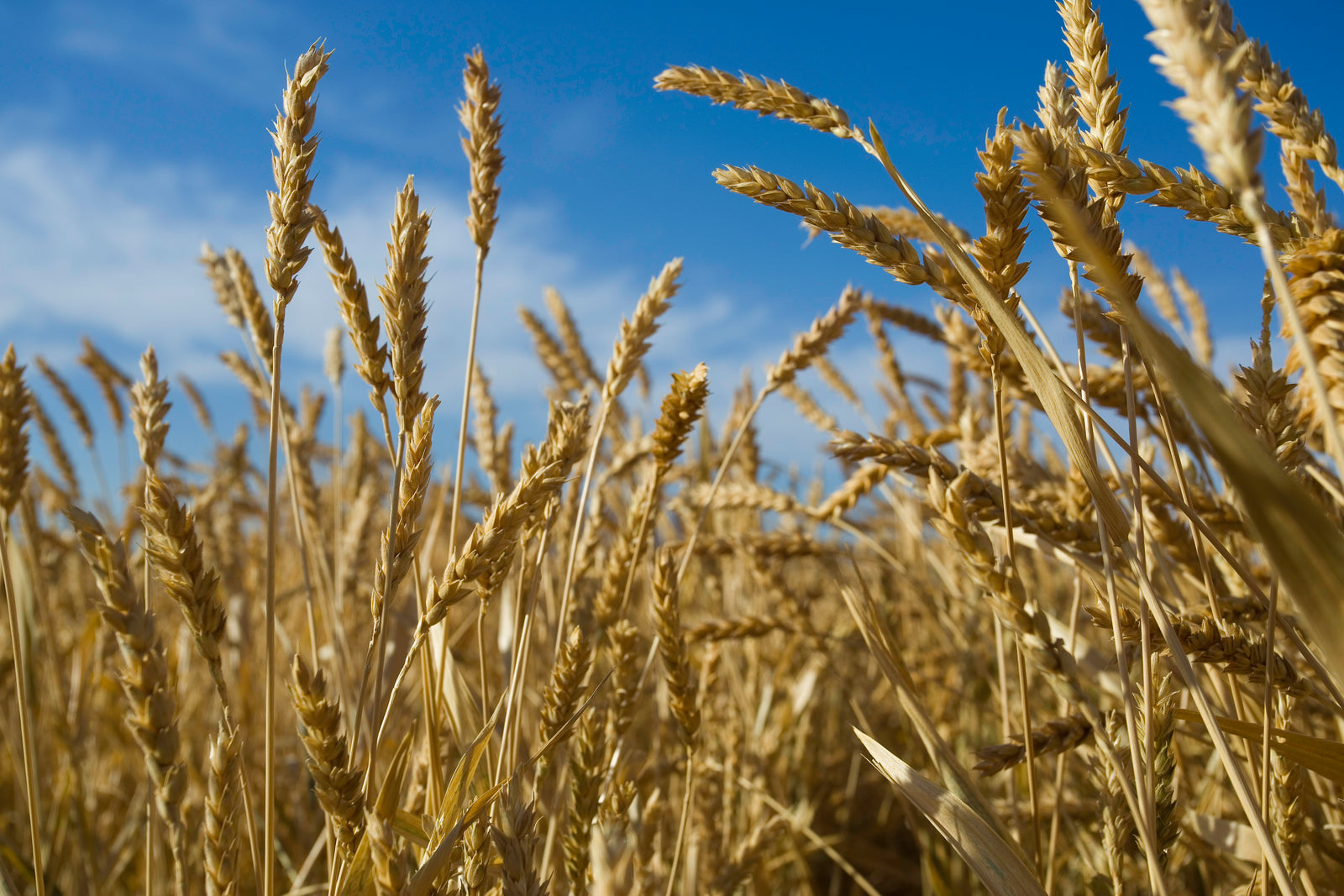 Bakers, brewers, and chefs who use our grain