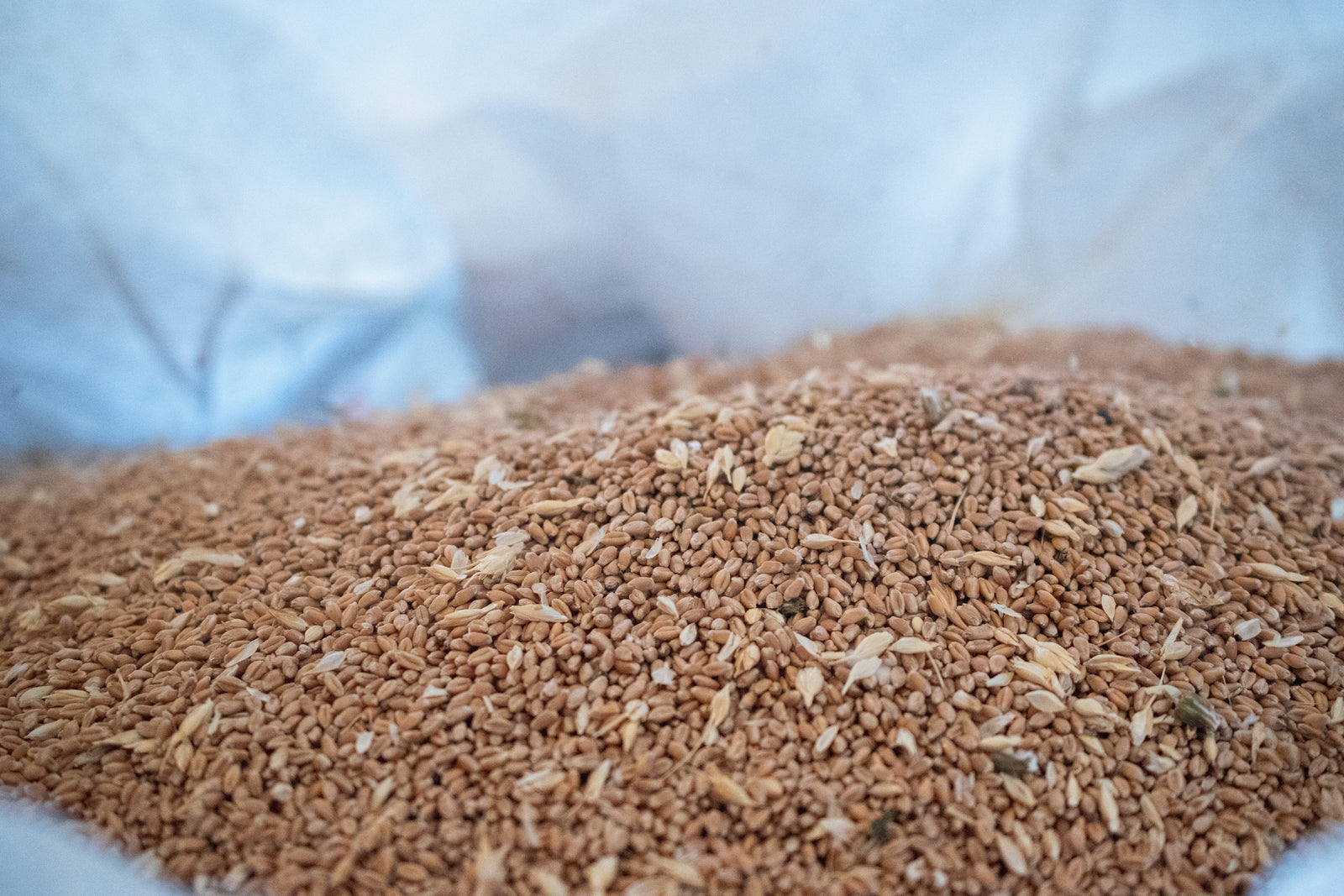 Hard Red Wheat