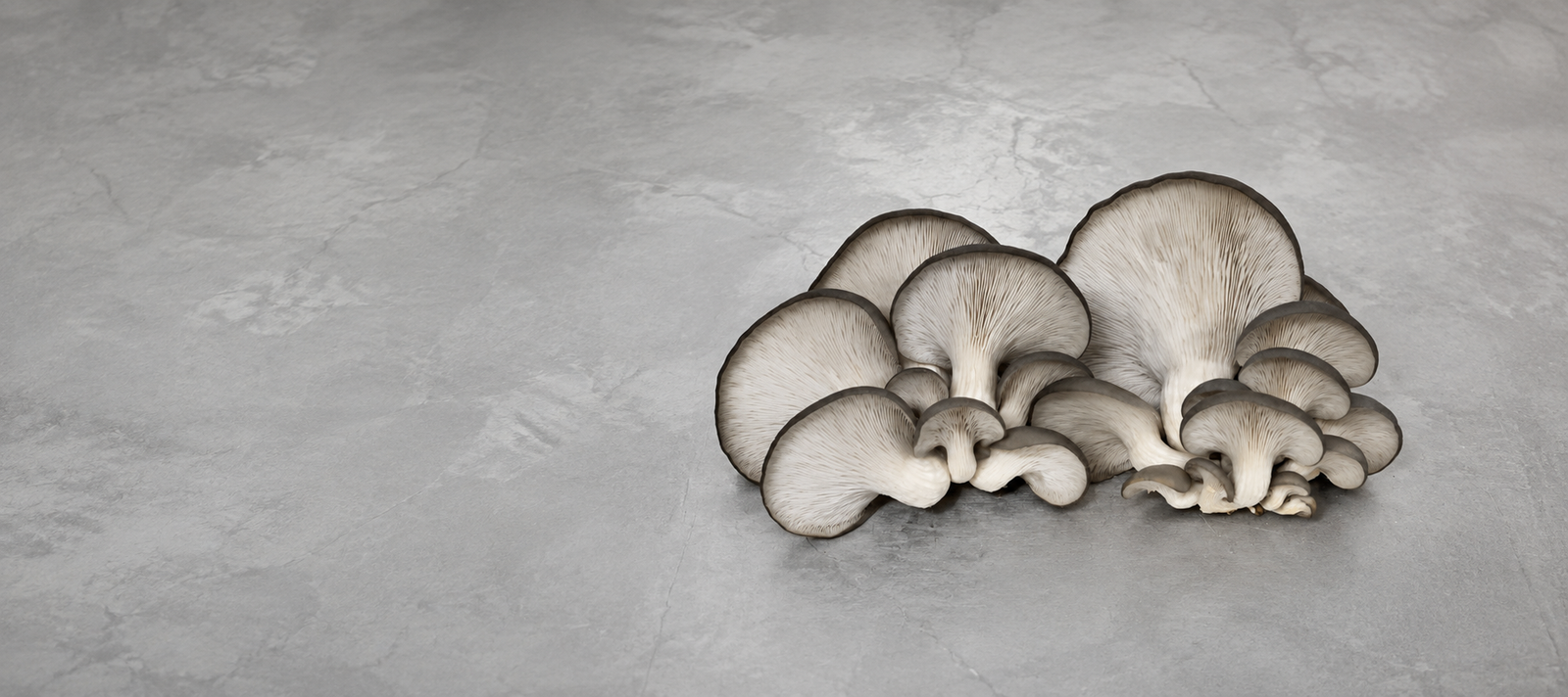 Blue Oyster Mushrooms