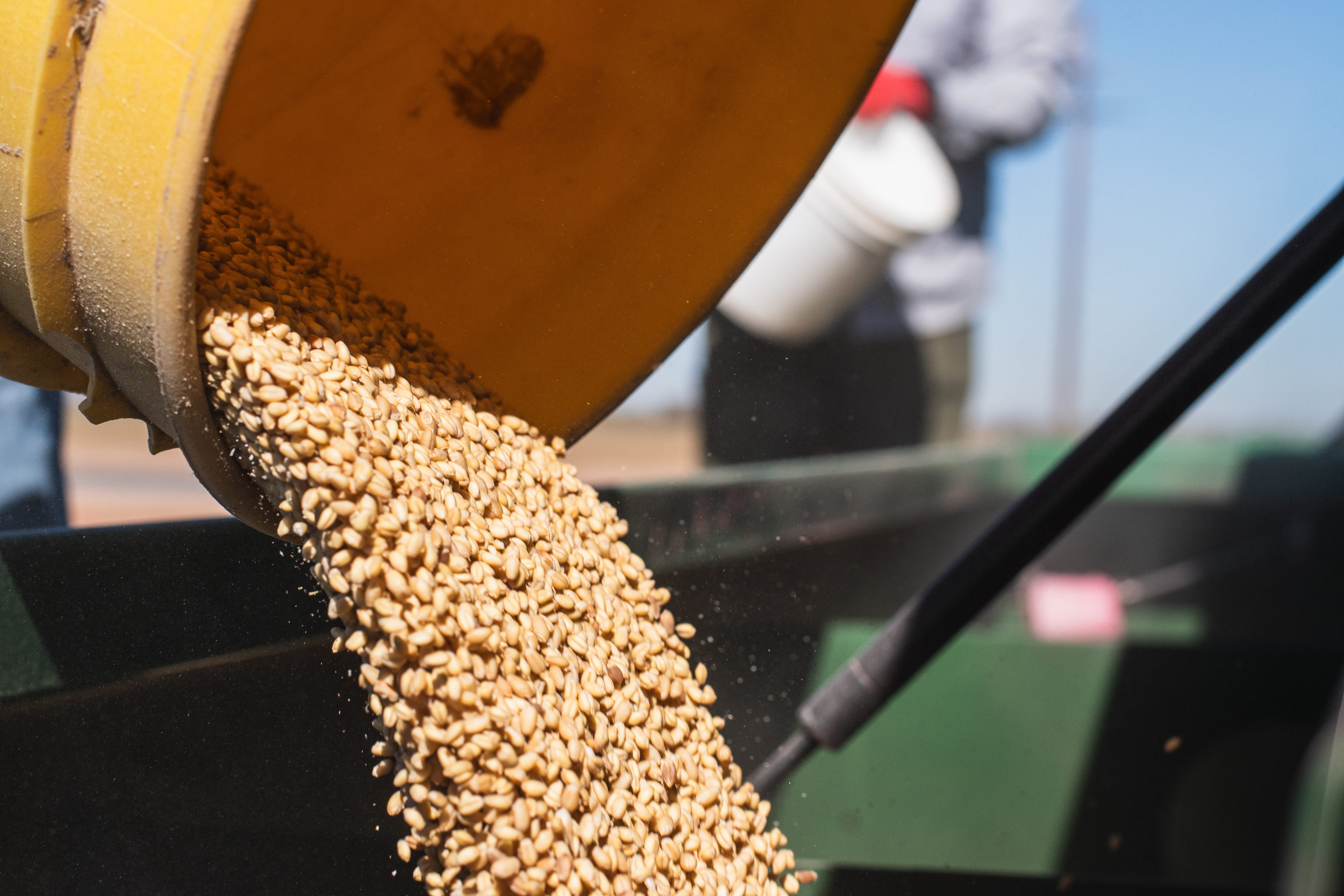 Durum Wheat