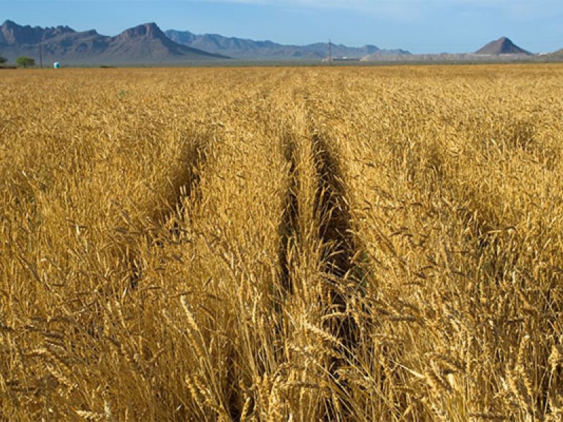 Farmers rely on Mother Nature to provide the perfect conditions for a bountiful harvest.