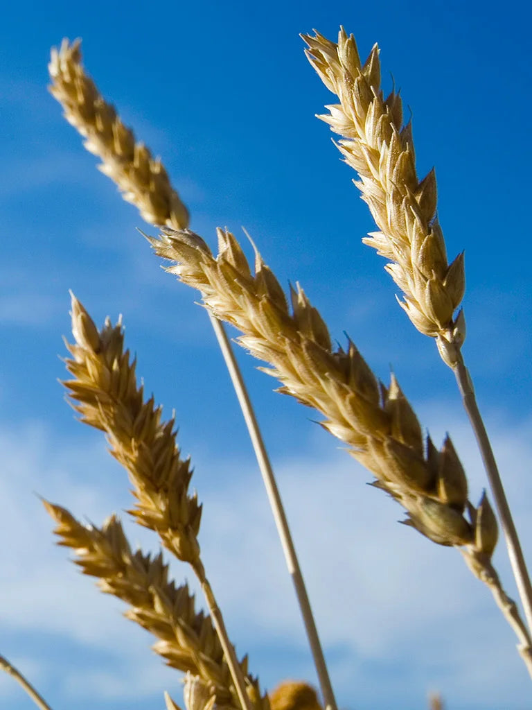 Wheat Flour / Wheat Berry Customers