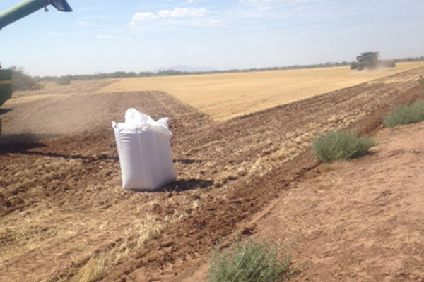 The wheat straw is harvested for use in growing mushrooms. Remaining straw and plant parts left by the combine are turned back into the ground to help prepare the soil for future crops.